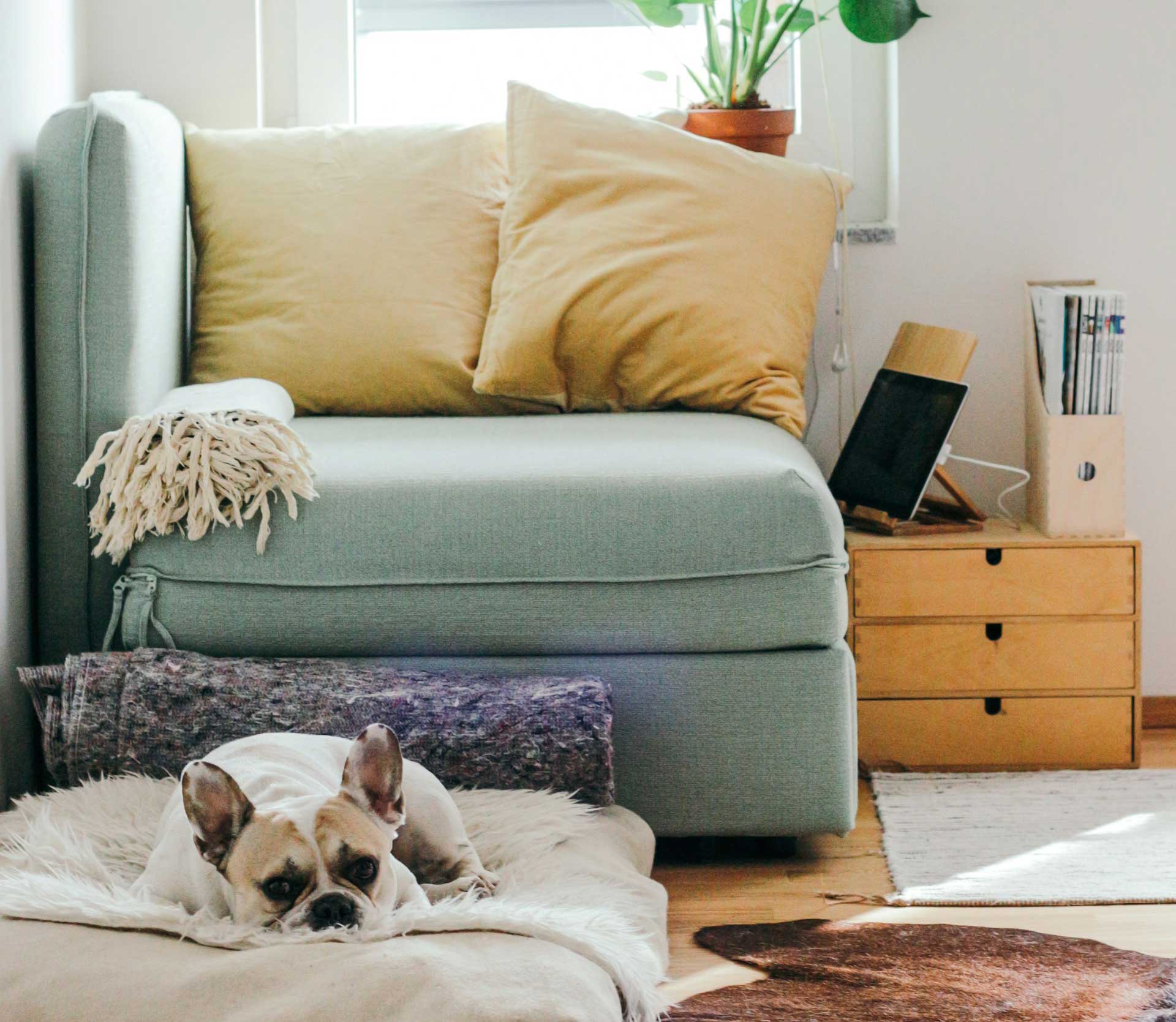 10 Easy Ways to Make Your Home Healthier Without Breaking the Bank